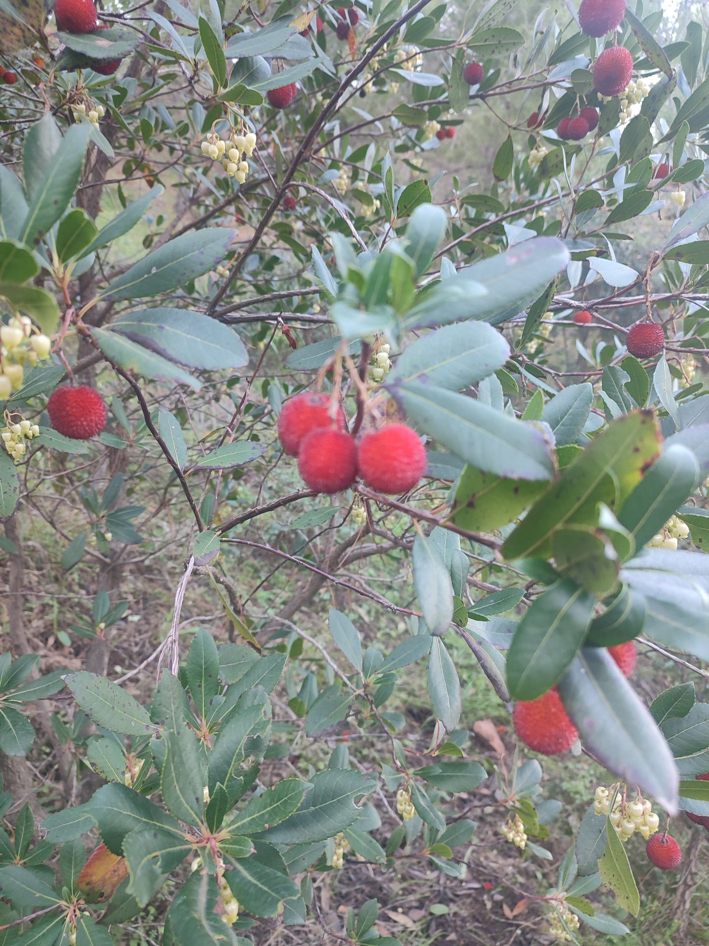 Corbezzolo (Bosco)