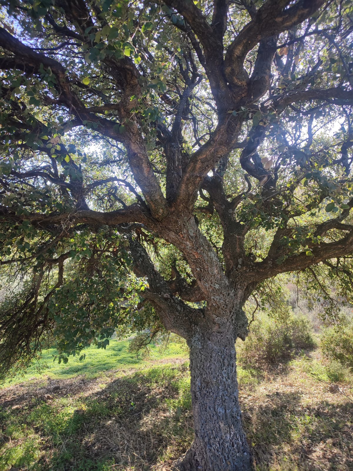 Quercia da sughero